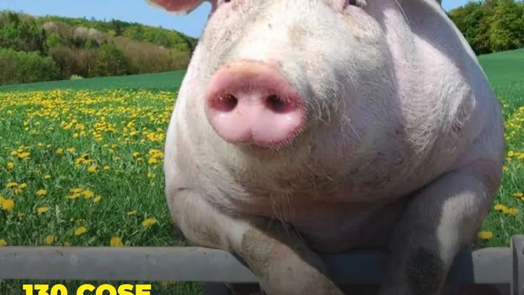 Immagine per 294 - 130 cose che non sapevi (LINK)